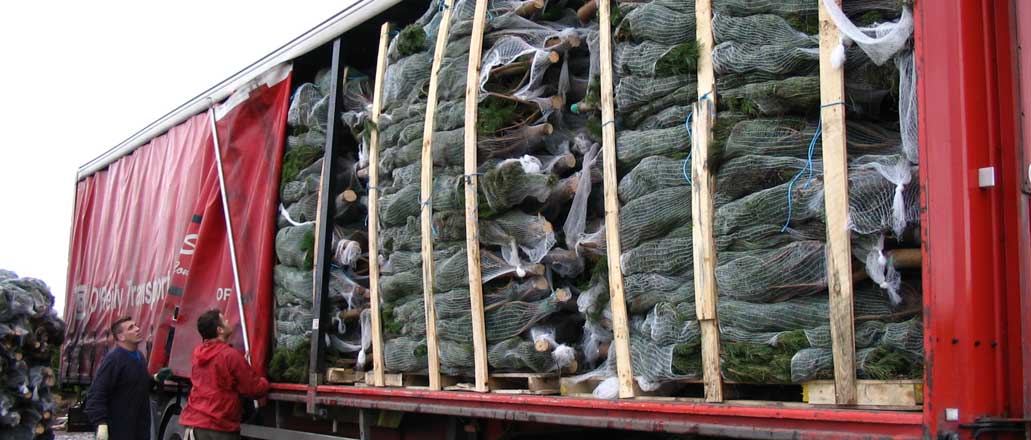 Wholesale Christmas Trees Ireland