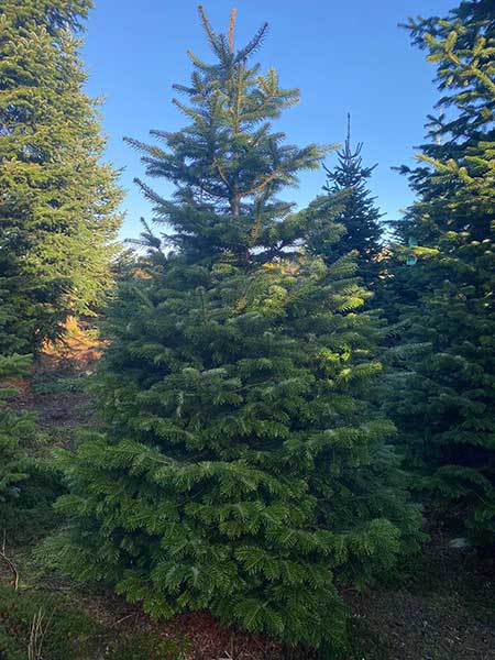 christmas tree lodge nordman fir