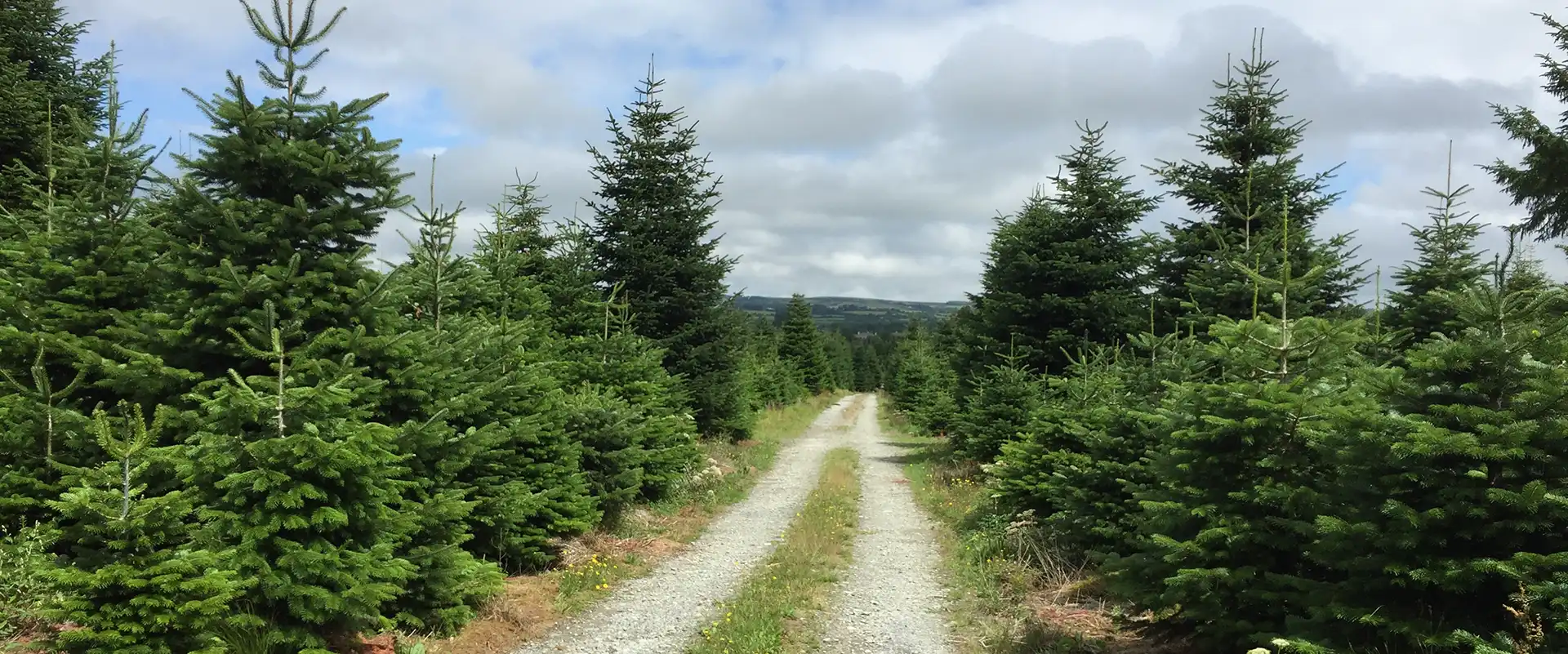 killarney christmas tree farm