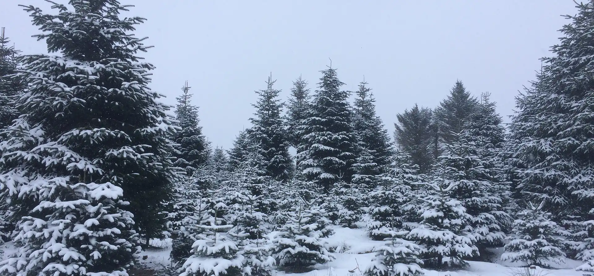 Christmas Trees in Snow